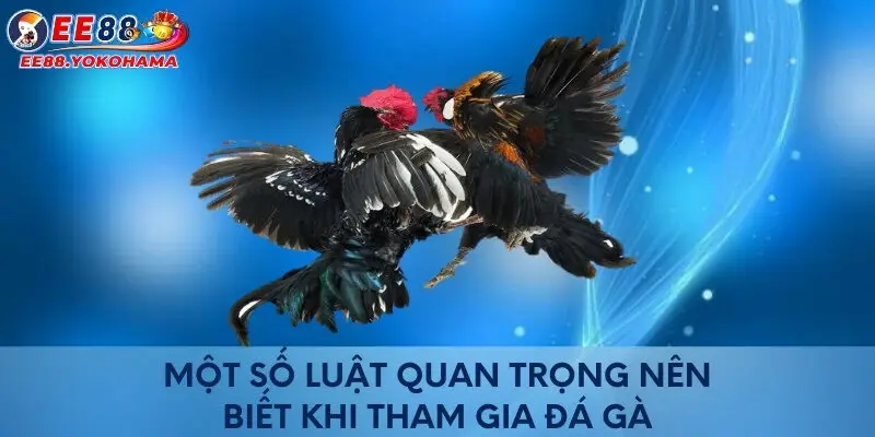Một số luật quan trọng nên biết khi tham gia đá gà
